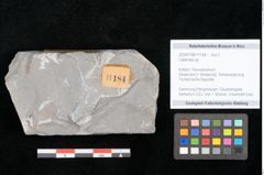 Foto (Objekt + Etikett) von Calamites sp.  (NHMW-GEO-2024-0188-11184)
